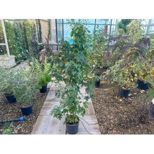 Ambrovník styraxový (Liquidambar styraciflua) - výška 120-140 cm, kont. C10L - VIACKMENNÝ